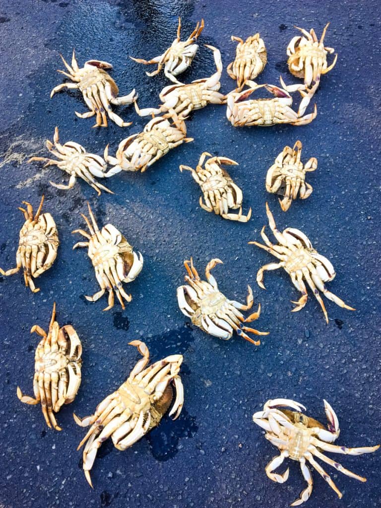 Freshly caught dungeness crabs lying on the ground on their backs